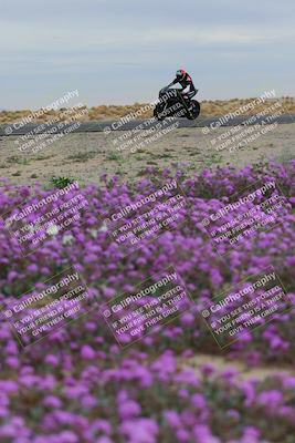 media/Jan-14-2023-SoCal Trackdays (Sat) [[497694156f]]/Turn 14 Exit Bloomig (145pm)/